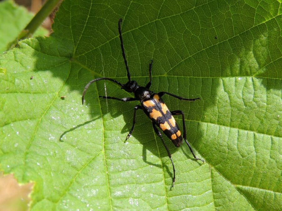 Firebåndet blomsterbuk (Leptura quadrifasciata). Ellemosen. Foto: Asbjørn Hillestoft 16-07-2019.