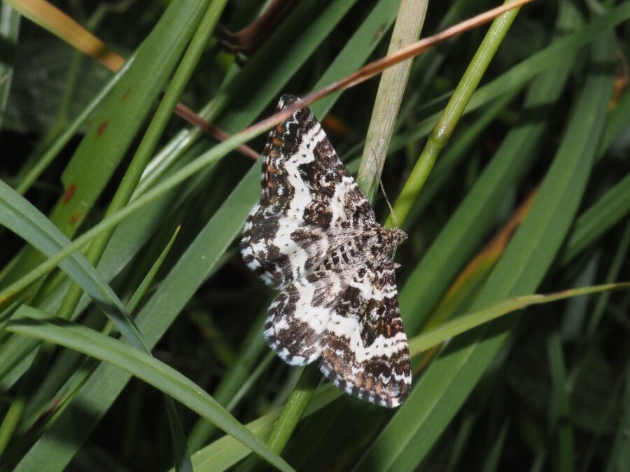Sørgesnerremåler (Epirrhoe tristata). Foto: Asbjørn Hillestoft 26-06-2025.