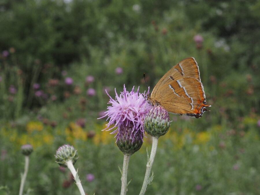 Guldhale (Thecla betulae). Sneglehøjsøerne. Foto: Asbjørn Hillestoft 29-07-2025.