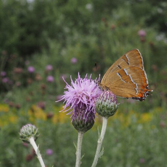 Guldhale (Thecla betulae). Sneglehøjsøerne. Foto: Asbjørn Hillestoft 29-07-2025.