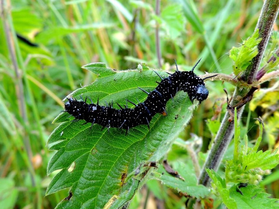 Dagpåfugleøje (Aglais io). Larve. Foto: Asbjørn Hillestoft 09-07-2015.