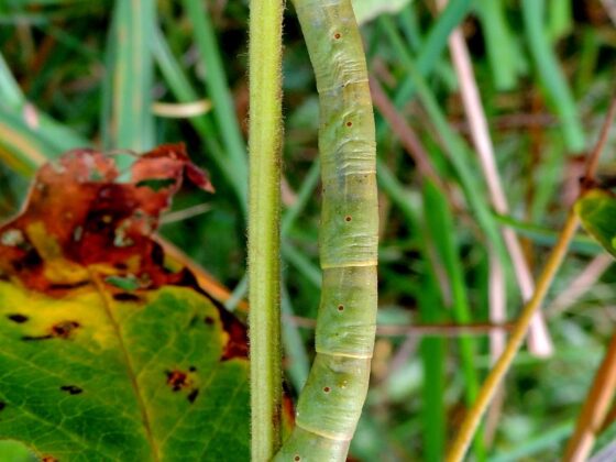 Birkemåler (Biston betularia). Larve. Ellemosen. Foto: Asbjørn Hillestoft 15-09-2016.