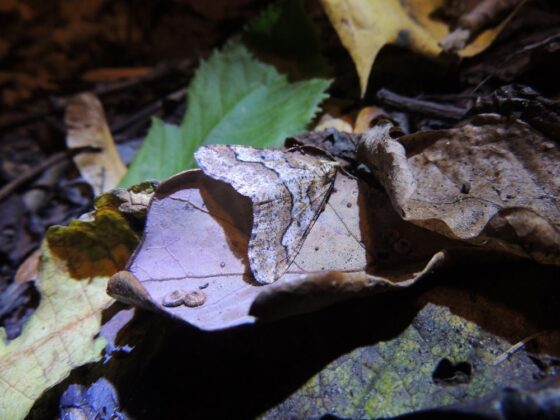 Stor frostmåler (Erannis defoliaria). Ellemosen. Foto: Asbjørn Hillestoft 30-10-2016.