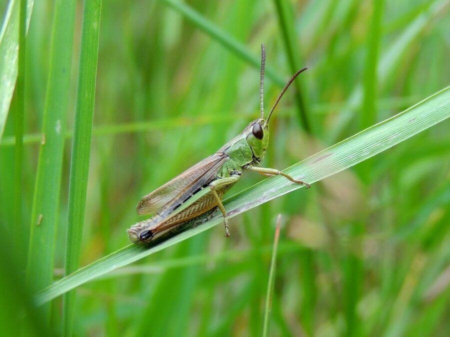 Enggræshoppe (Chorthippus longicornis). Kælkebakken. Foto: Asbjørn Hillestoft 27-07-2016.