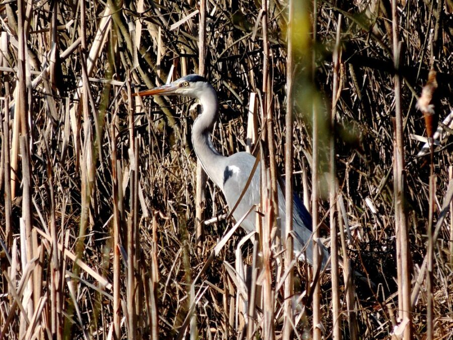 Fiskehejre (Ardea cinerea). Ellemosen. Foto: Asbjørn Hillestoft 19-03-2016.