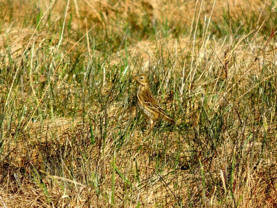 Engpiber (Anthus pratensis). Kjeldsbjerggård. Foto: Asbjørn Hillestoft 28-03-2016.