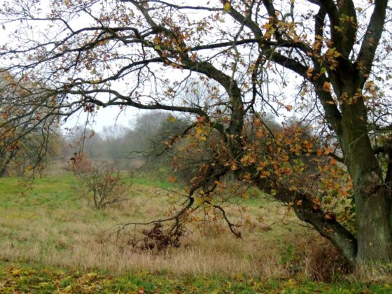 Området mellem Sneglehøjsøerne og Prøvestensvej. Foto: Asbjørn Hillestoft 13-11-2014.