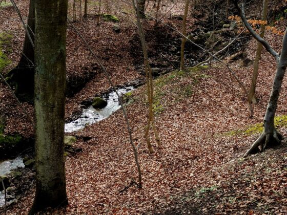 Slugten med bækken i Meulenborgskoven. Foto: Asbjørn Hillestoft 01-04-2017.