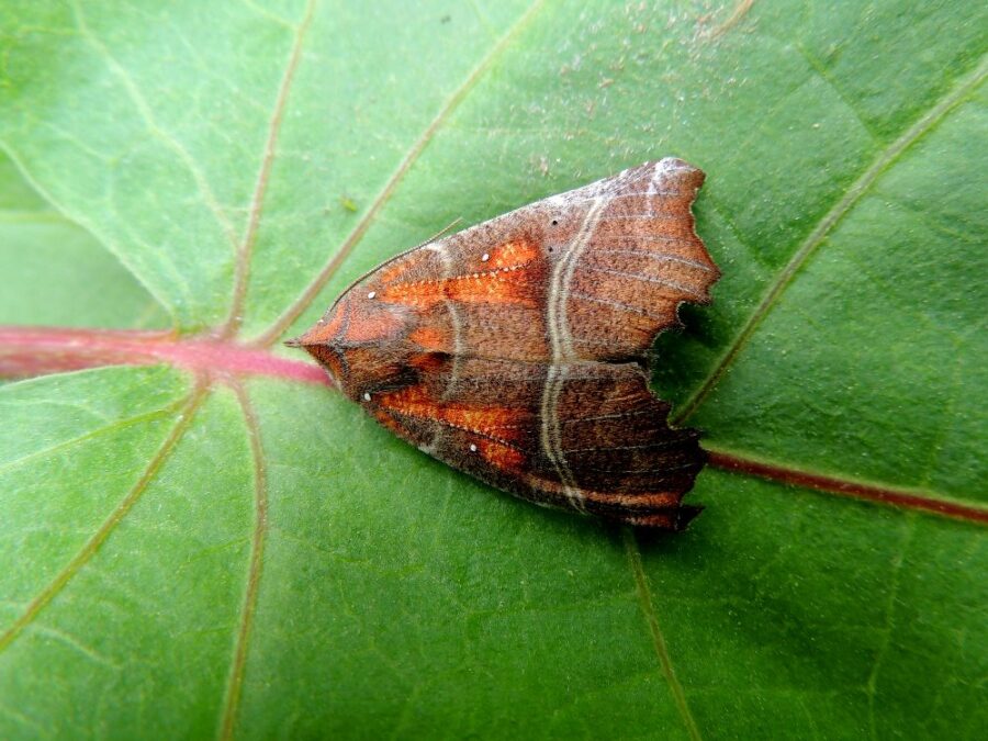 Husmoderugle (Scoliopteryx libatrix). Meulenborgskoven. Foto: Asbjørn Hillestoft 20-05-2017.