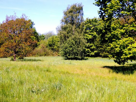 Det åbne område på østsiden af Kjeldsbjerggård. Foto: Asbjørn Hillestoft 19-05-2017