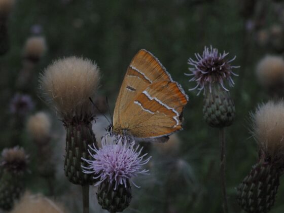 Guldhale (Thecla betulae). Sneglehøjsøerne. Foto: Asbjørn Hillestoft 29-07-2025.