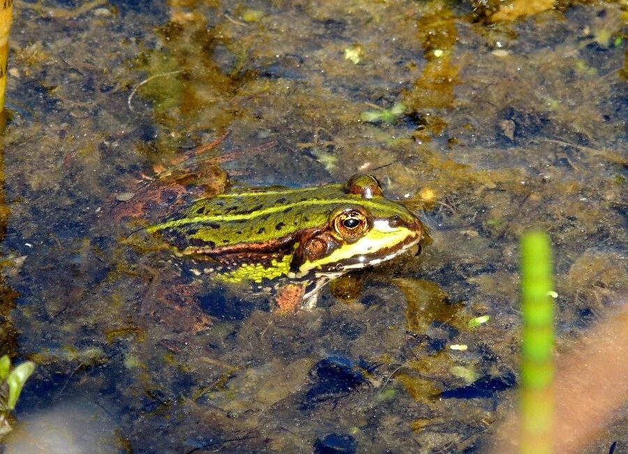 Grøn frø (Pelophylax esculentus). Store Sneglehøjsø. Foto: Asbjørn Hillestoft 29-05-2016.