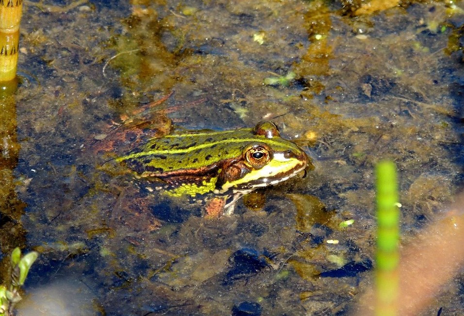 Grøn frø (Pelophylax esculentus). Store Sneglehøjsø. Foto: Asbjørn Hillestoft 29-05-2016.