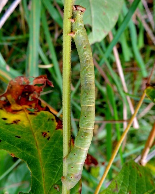 Birkemåler (Biston betularia). Larve. Ellemosen. Foto: Asbjørn Hillestoft 15-09-2016.