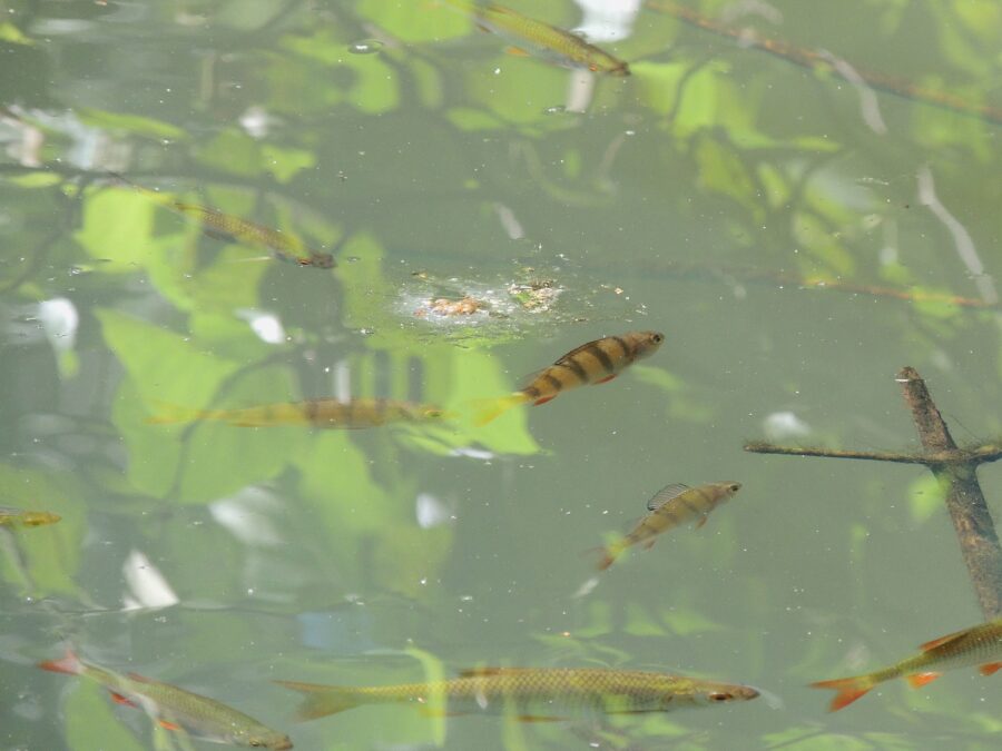 Aborrer (Perca fluviatilis) og skaller (Rutilus rutilus). Meulenborgs nedre mølledam. Foto: Asbjørn Hillestoft 19-07-2017.