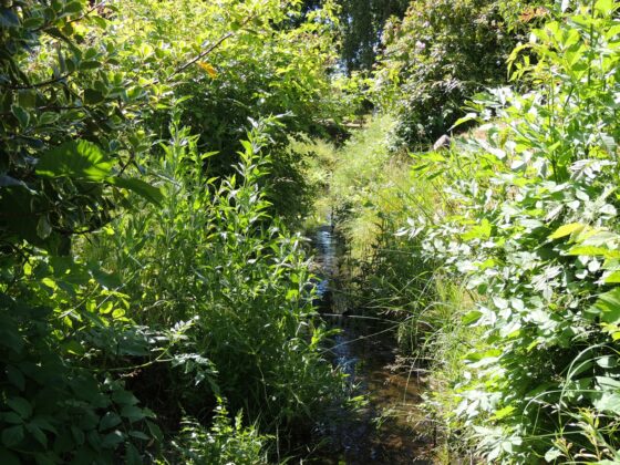 Bæk med tilløb til Meulenborgs øvre mølledam. Foto: Asbjørn Hillestoft 09-06-2016.