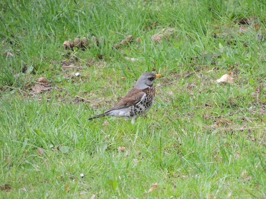 Sjagger (Turdus pilaris). Sneglehøjsøerne. Foto: Asbjørn Hillestoft 02-05-2019.