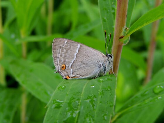 Blåhale (Favonius quercus). Kjeldsbjerggård. Foto: Asbjørn Hillestoft 11-07-2021.