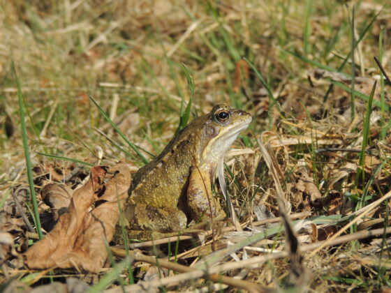 Butsnudet frø (Rana temporaria). Ellemosen. Foto: Asbjørn Hillestoft 25-03-2021.