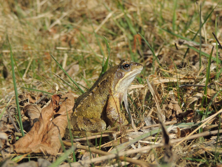 Butsnudet frø (Rana temporaria). Ellemosen. Foto: Asbjørn Hillestoft 25-03-2021.
