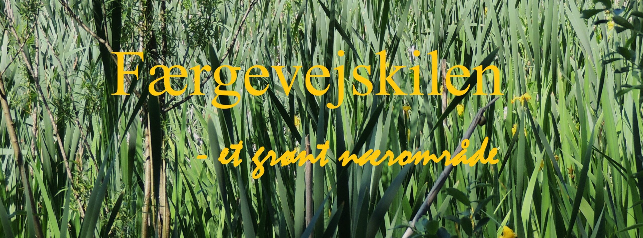 F&aelig;rgevejskilen