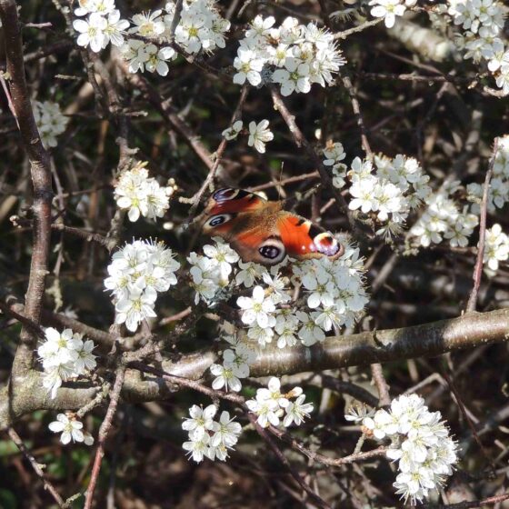 Dagpåfugleøje (Aglais io) på blomstrende Slåen (Prunus spinosa). Ellemosen. Foto: Asbjørn Hillestoft 21-04-2019.