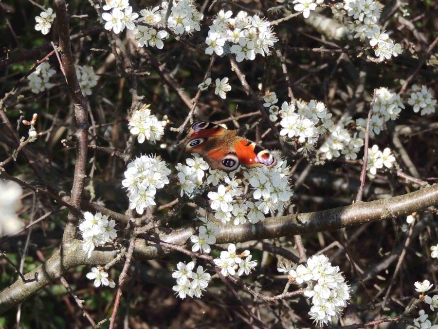 Dagpåfugleøje (Aglais io) på blomstrende Slåen (Prunus spinosa). Ellemosen. Foto: Asbjørn Hillestoft 21-04-2019.