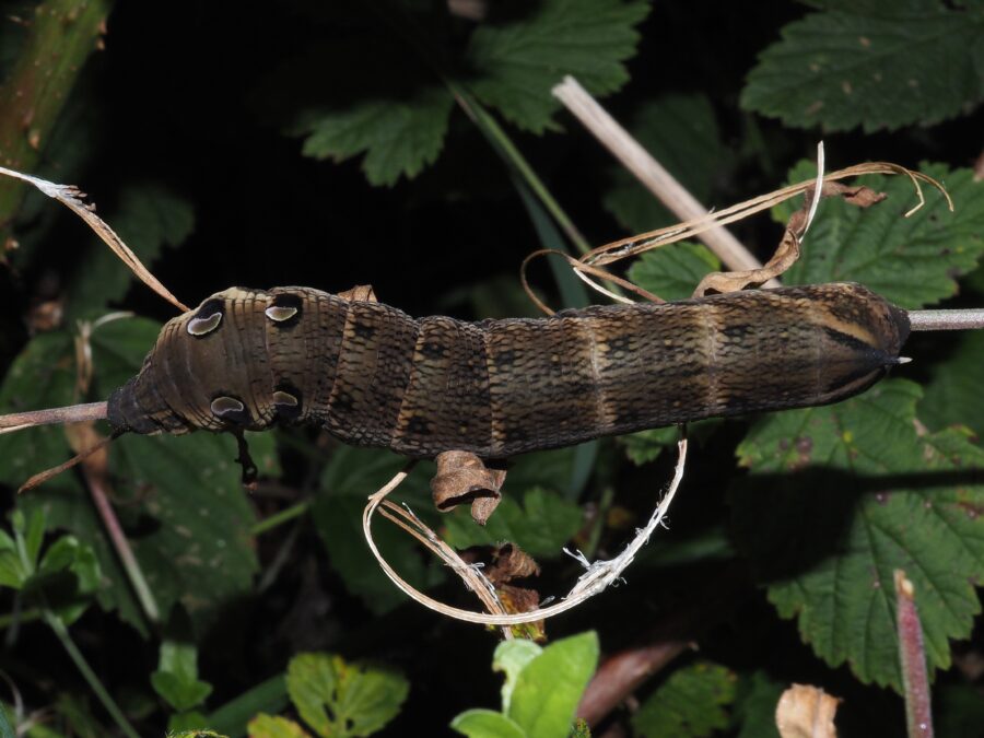 Dueurtsværmer (Deilephila elpenor). Larve på 8-9 cm. Sneglehøjsøerne. Foto: Asbjørn Hillestoft 27-08-2025.
