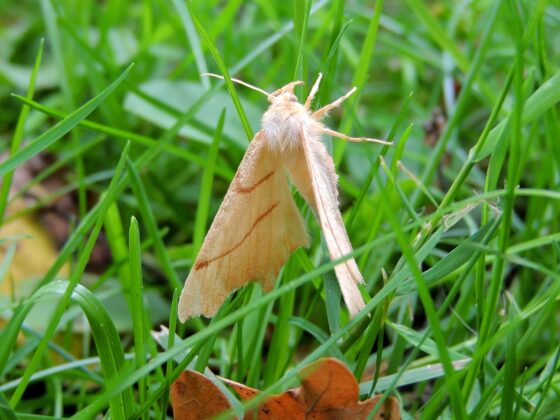 Ege-tandmåler (Ennomos erosaria). Kjeldsbjerggård. Foto: Asbjørn Hillestoft 29-08-2021.