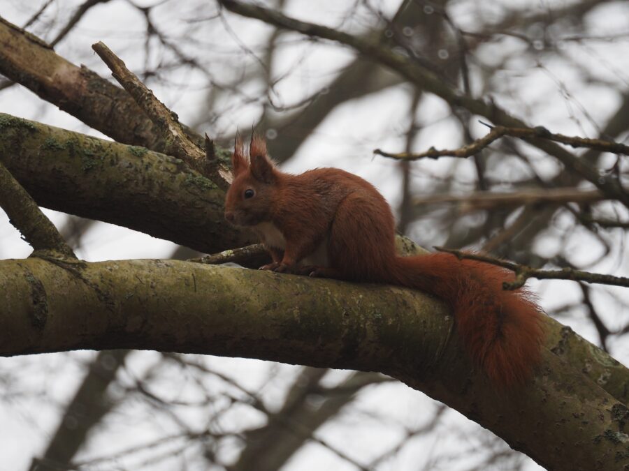 Egern (Aciurus vulgaris). Sneglehøjsøerne. Foto: Asbjørn Hillestoft 21-03-2026.