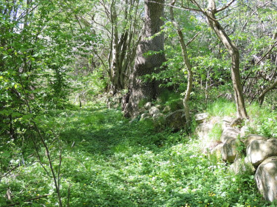 Diget nord for Ellemosen. Foto: Asbjørn Hillestoft 06-05-2018.