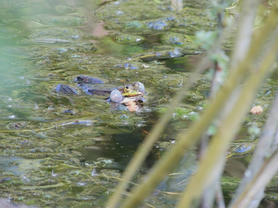 Grøn frø (Pelophylax esculentus). Store Sneglehøjsø. Foto: Asbjørn Hillestoft 27-05-2017.