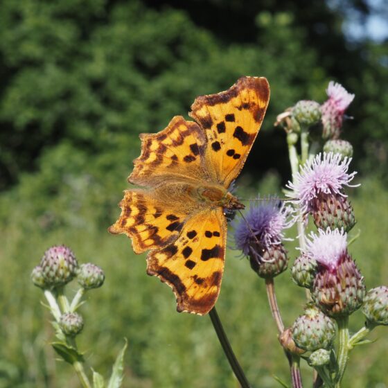 Hvidt C (Polygonia c-album). Sneglehøjsøerne Foto: Asbjørn Hillestoft 02-07-2025.