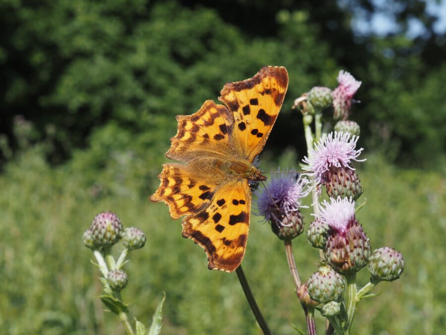 Hvidt C (Polygonia c-album). Sneglehøjsøerne Foto: Asbjørn Hillestoft 02-07-2025.
