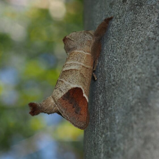 Lille måneplet (Clostera curtula). Sneglehøjsøerne. Foto: Asbjørn Hillestoft 07-05-2024.