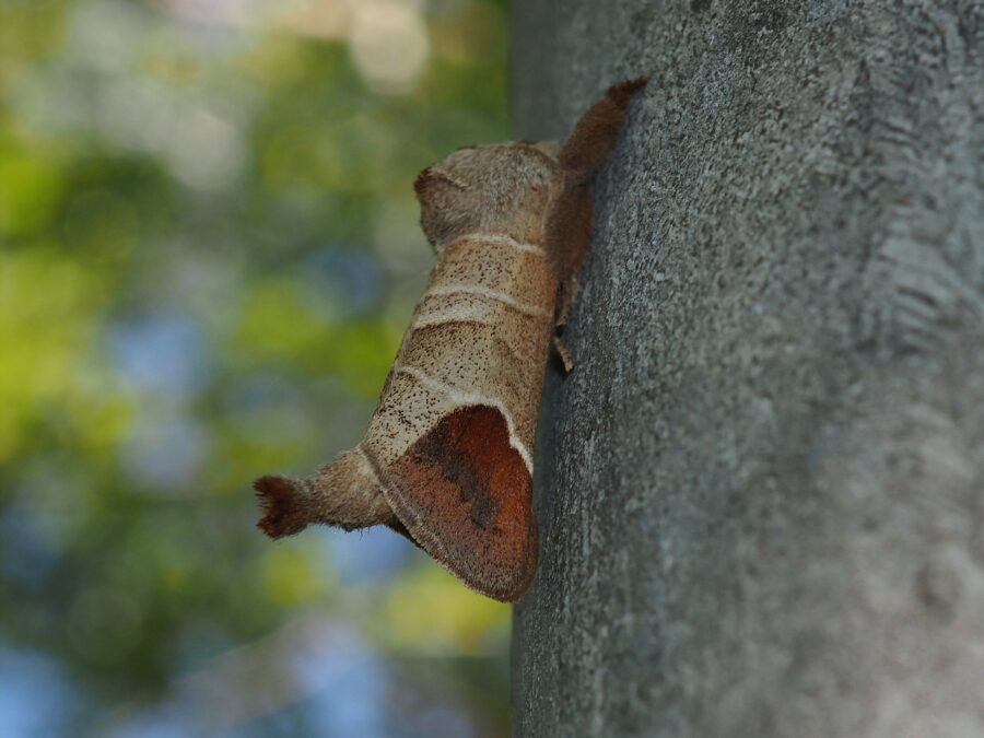 Lille måneplet (Clostera curtula). Sneglehøjsøerne. Foto: Asbjørn Hillestoft 07-05-2024.