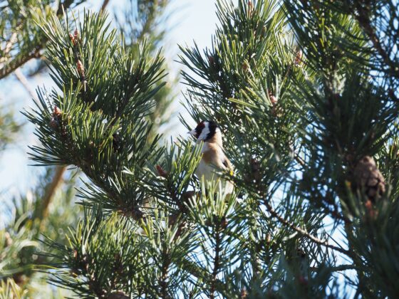 Stillits (Carduelis carduelis) i fyr på Storsejlet få meter fra Færgevejskilen. Foto: Asbjørn Hillestoft 06-04-2025.