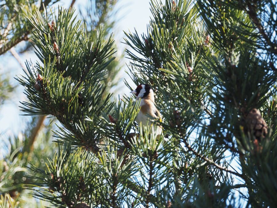 Stillits (Carduelis carduelis) i fyr på Storsejlet få meter fra Færgevejskilen. Foto: Asbjørn Hillestoft 06-04-2025.