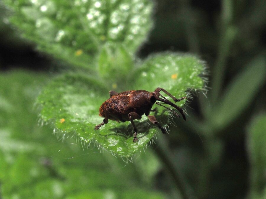 Nøddesnudebille (Curculio nucum). Sneglehøjsøerne. Foto: Asbjørn Hillestoft 19-05-2025.