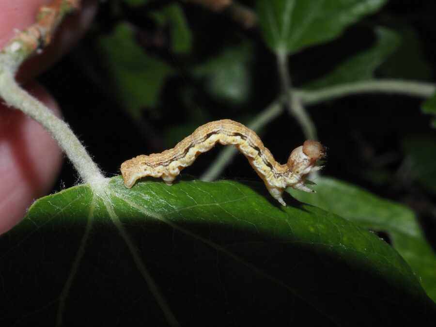 Stor frostmåler (Erannis defoliaria). Larve. Sneglehøjsøerne. Foto: Asbjørn Hillestoft 21-05-2026