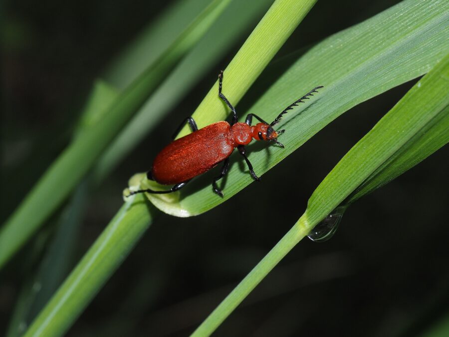 Rødhovedet kardinalbille (Pyrochroa serraticornis). Sneglehøjsøerne. Foto: Asbjørn Hillestoft 04-06-2026