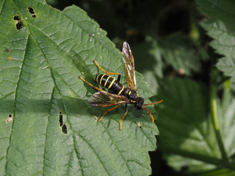 Kongelysbladhveps(Tenthredo scrophulariae). Sneglehøjsøerne. Foto: Asbjørn Hillestoft 06-06-2026.
