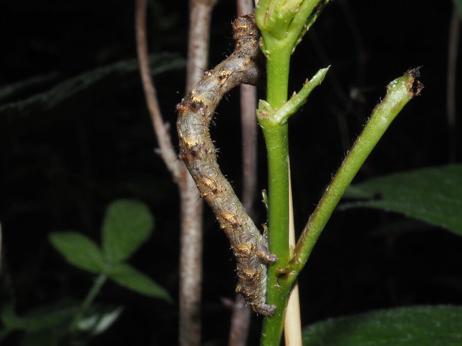 Fjermåler (Phigalia pilosaria). Larve. Sneglehøjsøerne. Foto: Asbjørn Hillestoft 06-06-2026