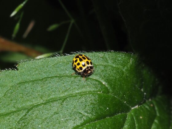 Toogtyveplettet mariehøne (Psyllobora vigintiduopunctata). Ellemosen. Foto: Asbjørn Hillestoft 21-06-2024.