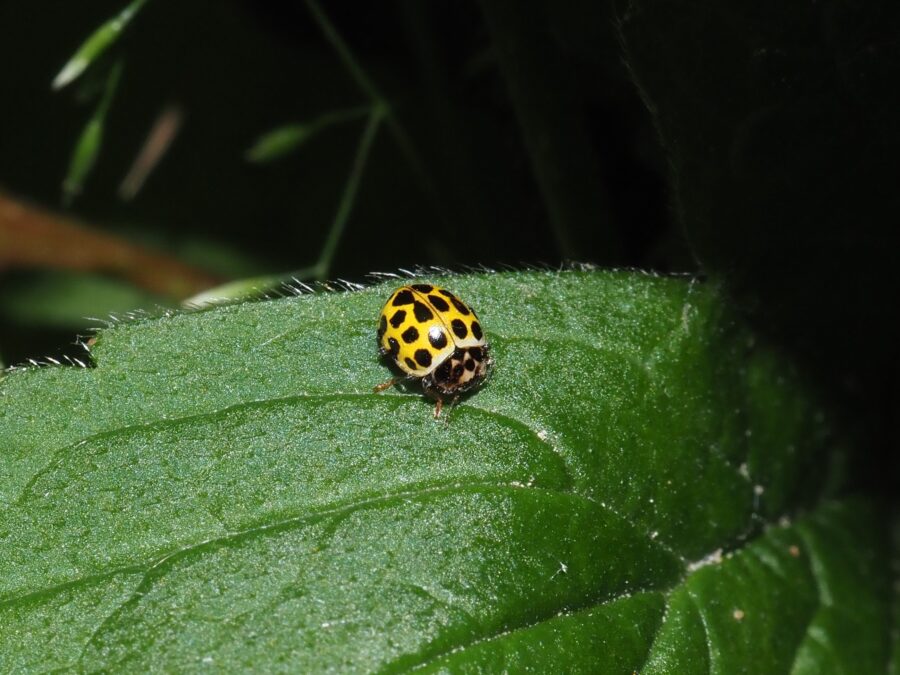 Toogtyveplettet mariehøne (Psyllobora vigintiduopunctata). Ellemosen. Foto: Asbjørn Hillestoft 21-06-2024.