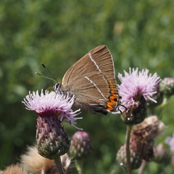 Hvidt w (Satyrium w-album). Kjeldsbjerggård. Foto: Asbjørn Hillestoft 10-07-2024.