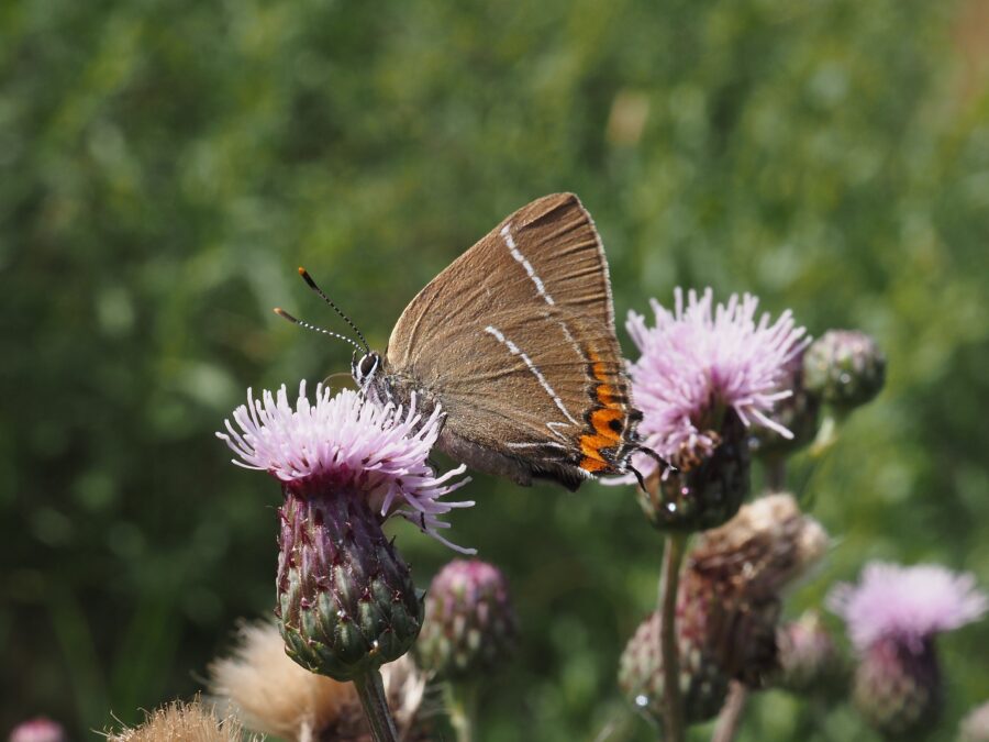 Hvidt w (Satyrium w-album). Kjeldsbjerggård. Foto: Asbjørn Hillestoft 10-07-2024.