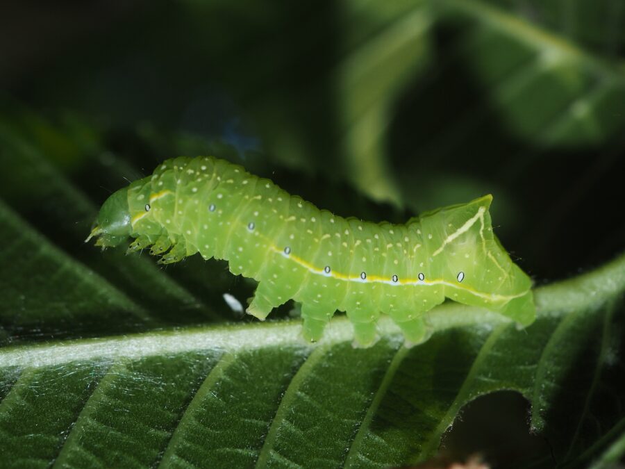 Pyramideugle (Amphipyra pyramidea). Larve. Diget syd for Piskesmældet. Foto: Asbjørn Hillestoft 19-05-2025.