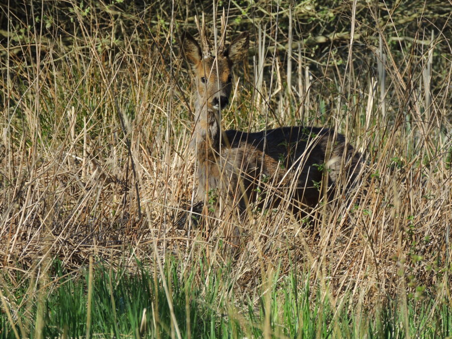 Rådyr (Capreolus capreolus). Buk under skifte fra vinter- til sommerpels. Kjeldsbjerggård. Foto: Asbjørn Hillestoft 02-05-2022.