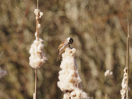 Rørspurv (Emberiza schoeniclus). Han. Ellemosen. Foto: Asbjørn Hillestoft 01-04-2025.